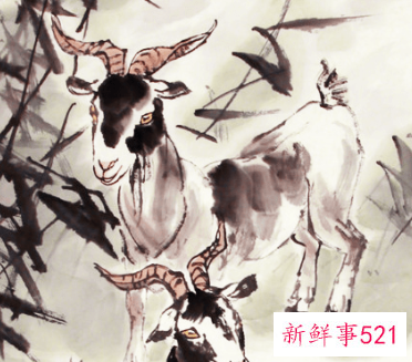 属羊人多少岁转运