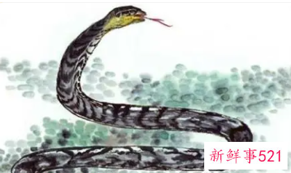 属蛇的人有灵性吗