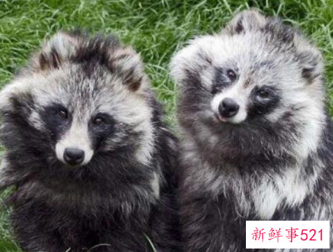 盘点世界十大奇特的动物