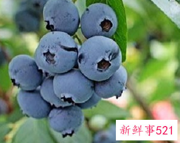 为什么家里忌讳种蓝莓