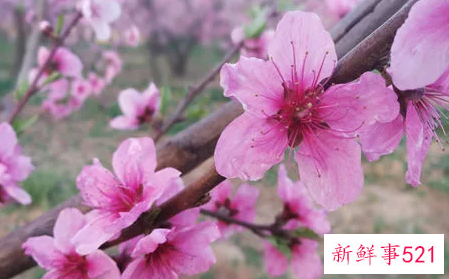 招桃花的风水布局