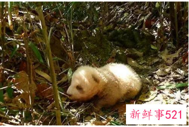 棕色大熊猫在秦岭已被发现10次