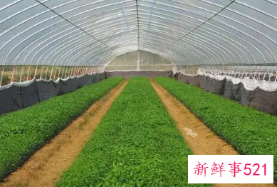 辣椒漂浮育苗技术要点