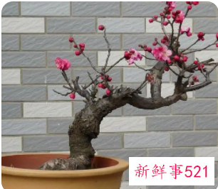 5个步骤教你养出漂亮的梅花