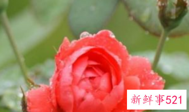 卧室里不能放什么东西