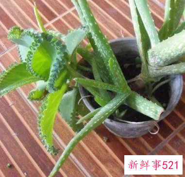 芦荟怎么栽培容易成活