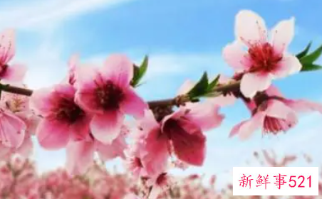 招桃花的风水布局