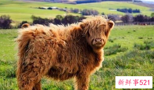 盘点世界十大奇特的动物