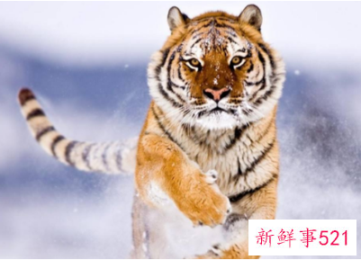 保护野生动物的几种方法