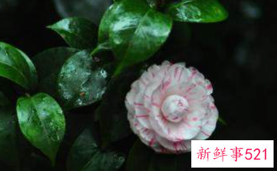 山茶花的繁殖方法有哪些