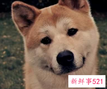 最忠心的狗十种