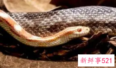 梦见猫变成蛇是什么意思