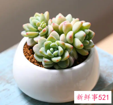 多肉叶子一碰就掉什么原因导致的呢