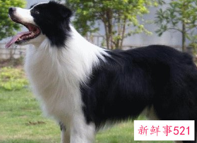 边牧四种类型哪种最好