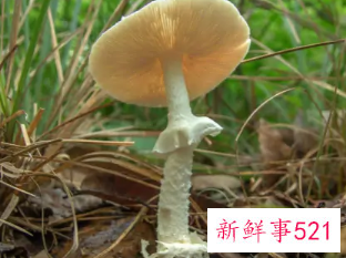 长在树边的是什么蘑菇能吃吗