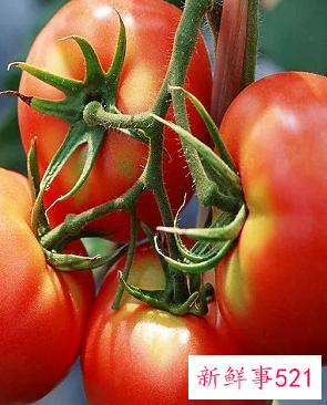 适合阳台种植的蔬菜水果效果图