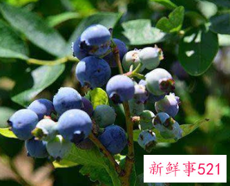 为什么家里忌讳种蓝莓