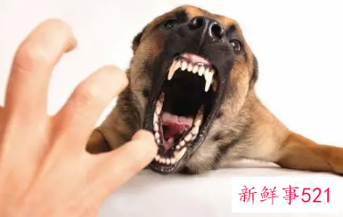 狗狗会怨恨主人吗