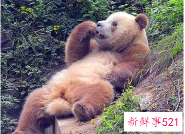 棕色大熊猫在秦岭已被发现10次