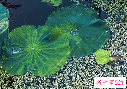 梦见水藻有什么征兆