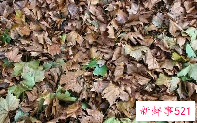 梦见树叶红了什么意思