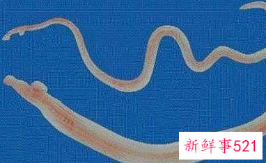 人养狗狗容易得什么病