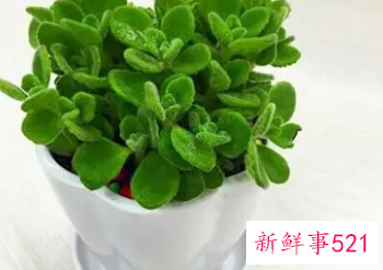 属猪的幸运植物有几种