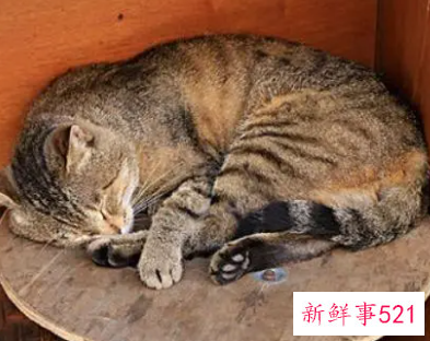小猫胎死腹中的症状