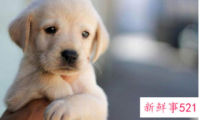 属狗的适不适合做生意