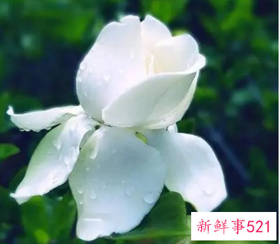 栀子花花语是什么