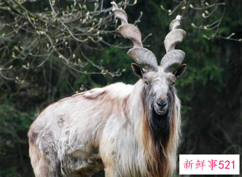 盘点世界十大奇特的动物