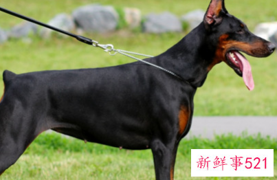 最忠心的狗十种