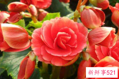 四季海棠的养殖方法和注意事项