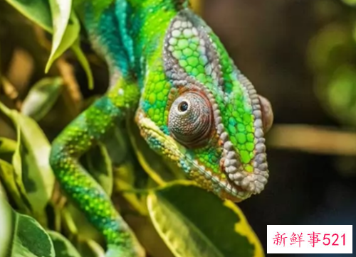 世界上颜值最高的10大动物