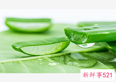 芦荟头发保养
