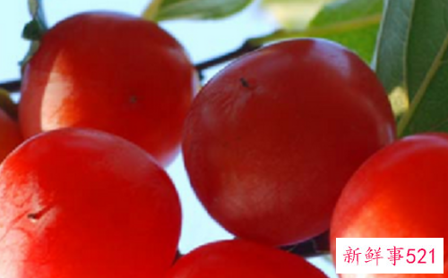 柿子要怎么催熟