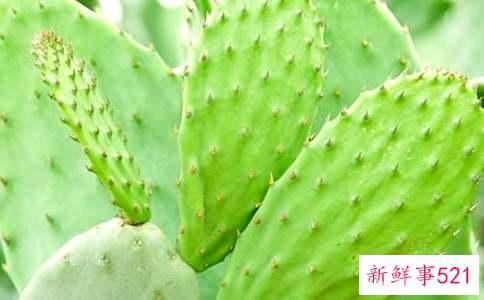 仙人掌果的功效与作用