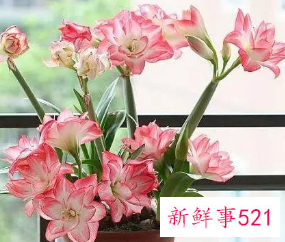 新年家里放什么花寓意好