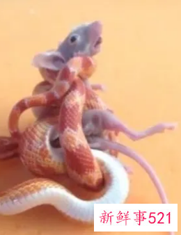 男蛇和女鼠在一起好不好