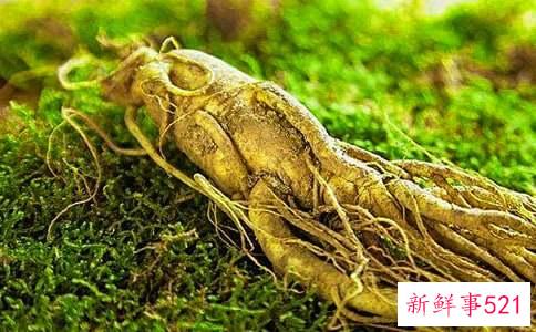 吃人参果的禁忌和好处