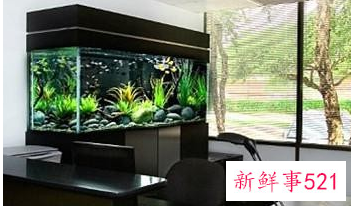 养鱼方法和技巧