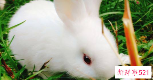 属兔的女性几月出生好