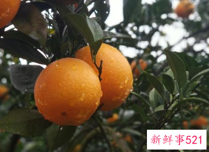 怎么挑选脐橙比较甜