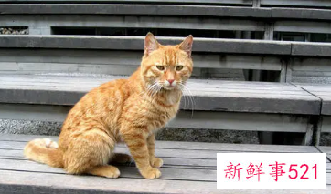 梦见大黄猫追我是什么意思