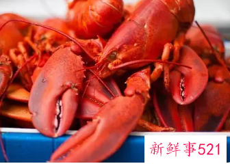 龙虾死了可以冷冻吗