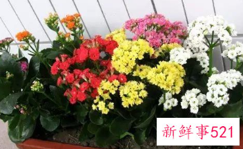 象征家庭幸福美满的植物