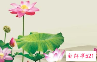 荷花经典一句话