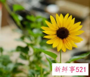 梦见向日葵花开寓意