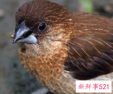 保护野生动物的素材