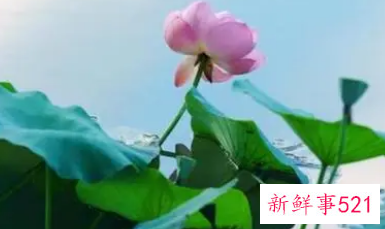 荷花经典一句话